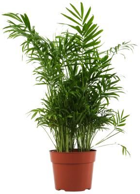 How to Care for an Areca Palm Tree  --cant wait for a bigger house (sunroom off my kitchen) to have one of these Areca Palm Care, Palm Plant Care, Palm Tree Care, Chamaedorea Elegans, Indoor Bamboo, Indoor Palm Trees, Mini Palm Tree, Bamboo Palm, Indoor Palms