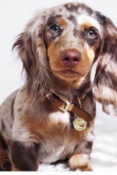 Dapple Dachshund, Weenie Dogs, Pretty Dogs, Fluffy Dogs, Dachshund Puppies, Baby Animals Funny, Puppy Pictures, Dachshund Dog, Baby Dogs