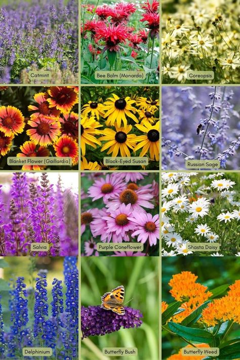 These fantastic, blooming perennials provide food, habitat, and even winter shelter for bees, butterflies, and birds. Some like the Butterfly Weed are on of the few plant Monarchs will lay eggs on. Plant now for years of color and gorgeous gardens. These will all come back each year in zones 4 and warmer. #perennialsforpollinators #flowersbeeslove #butterflygardening Pollinator Garden Design, Blooming Perennials, Butterfly Garden Plants, Butterfly Garden Design, Flower Garden Plans, Butterfly Plants, Perennial Flowers, Hummingbird Garden, Cottage Garden Plants