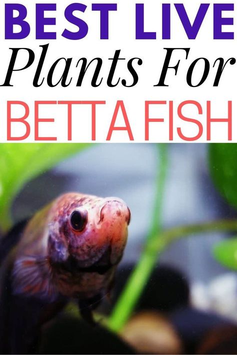 Placing live plants in the aquarium for your betta fish can be beneficial long term. Here's why and which plants are best for you and the betta. #aquariums Plants For Fish Bowls, Beta Fish Terrarium Diy, Beta Fish Tank With Live Plants, Mosscore Room, Plants For Beta Fish Bowl, Betta Tank Plants, Fish Bowl With Live Plants, Plants For Betta Tank, Fish With Plants