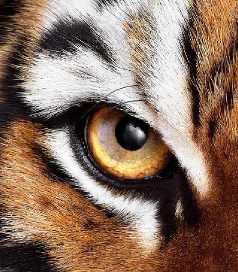 Regard Animal, Wild Animals Photos, Art Alevel, Scary Animals, Wildlife Paintings, Tiger Art, Dark Art Drawings, Color Pencil Art, Arte Fantasy