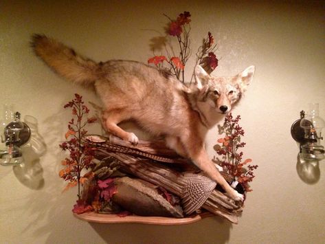 Coyote with pheasant on a wall mount Coyote Mounts, Wolf Taxidermy, Coyote Taxidermy, Soft Mount Taxidermy, Pack Mount Taxidermy, Red Fox Taxidermy, Coyote Mounts Taxidermy, Animal Taxidermy, Vulture Culture