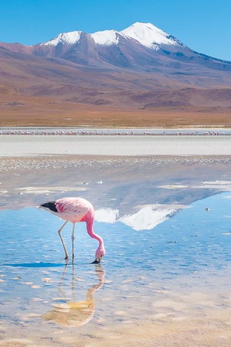 Copacabana Bolivia, South America Travel Photography, Lapbook Ideas, Uyuni Salt Flats, South America Travel Destinations, Uyuni Bolivia, Backpacking South America, Galapagos Islands, Travel South