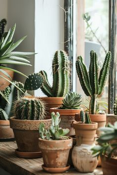 Elevate your plant parent skills with our comprehensive cactus identification guide. From the comfort of your windowsill, learn the secrets to pinpointing various cactus types and their care needs. Expand your cactus knowledge today! Cactus Facts, Indoor Cactus Garden, Kinds Of Cactus, Cactus House Plants, Indoor Cactus, Cactus Care, Cactus Types, Small Cactus, Inside Plants