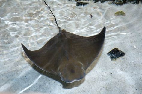 Cownose Ray, Fair Winds And Following Seas, Cow Nose, Sting Rays, Disney Cruises, Castaway Cay, Manta Rays, Reef Shark, Sanibel Island