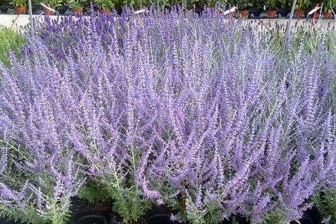 Perovskia atriplicifolia 'Blue Steel' (Russian Sage) Perovskia Atriplicifolia, Perovskia Blue Spire, Russian Sage, Types Of Blue, Silver Plant, Perennial Grasses, Garden Flower Beds, Fragrant Garden, Planting Shrubs