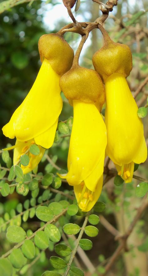 The South Island Kowhai is just one of eight varieties of the native tree - NZ Hippy Crafts, Kowhai Flower, Kowhai Tree, New Zealand Flora, Nz Plants, Iphone Image, Art Collaboration, Roasted Radishes, New Zealand Houses