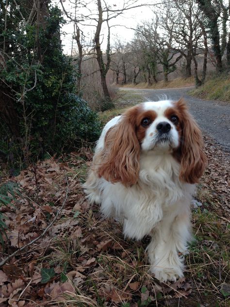 Cavier King Charles Spaniel, King Charles Cocker Spaniel, King Cavalier, Cavalier King Spaniel, King Spaniel, Cavalier King Charles Spaniel Tricolor, Puppy Mix, King Charles Puppy, Cavalier King Charles Dog