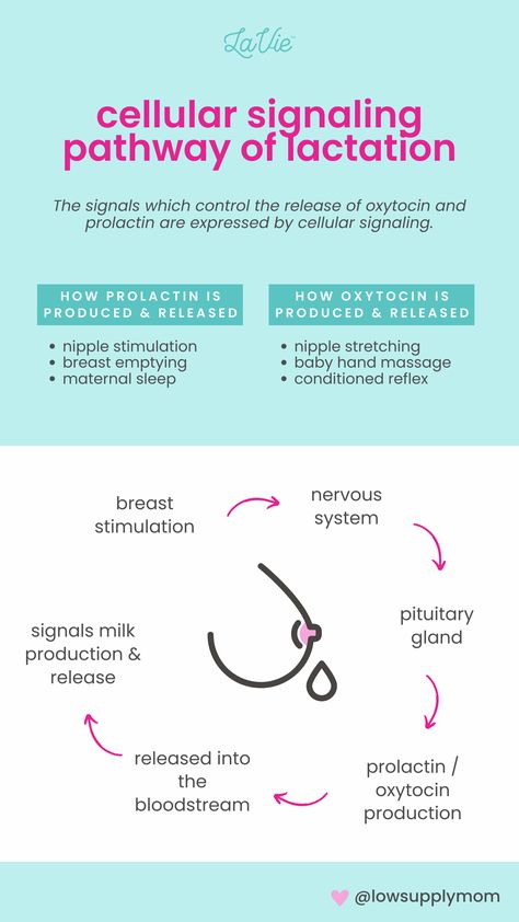 Breastfeeding moms who want to start again can use these tips for relactation: stimulate breasts every 2-3 hours, do skin-to-skin with the baby, hydrate with water, milk or juice and get help from a lactation consultant or support group. Remember, be patient, every mom and baby are different!!! 💖💖💖 @lowsupplymom provided us with all science behind lactation #BreastfeedingSupport #EmpoweredMothers #LactationEducation #BreastfeedingTips #NewMomTips #LactationScience Nursing School Essential, Lactation Consultant, Baby Planning, Hand Massage, Breastfeeding And Pumping, Skin To Skin, Start Again, Future Mom, Study Material