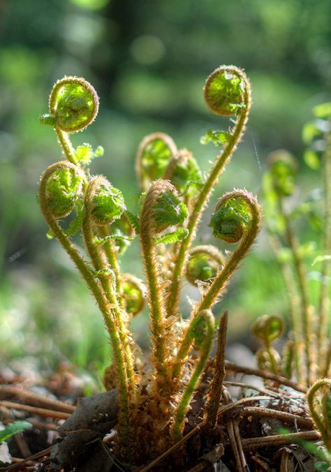 "Fiddleheads", young ferns beginning to unfurl in early Spring Kodama Tattoo, Woodland Ferns, Fern Garden, Fern Prints, Fiddlehead Ferns, Ferns Garden, Garden Shelves, Fern Frond, Plants Growing