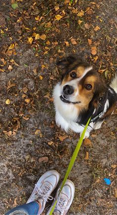 Dog In Forest Aesthetic, Aesthetic Dog Walking Pictures, Dog Cuddle Aesthetic, Dog Instagram Aesthetic, Animal Vision Board, Cozy Dog Aesthetic, Pet Sitting Aesthetic, Dog With Stick, Walking A Dog Aesthetic