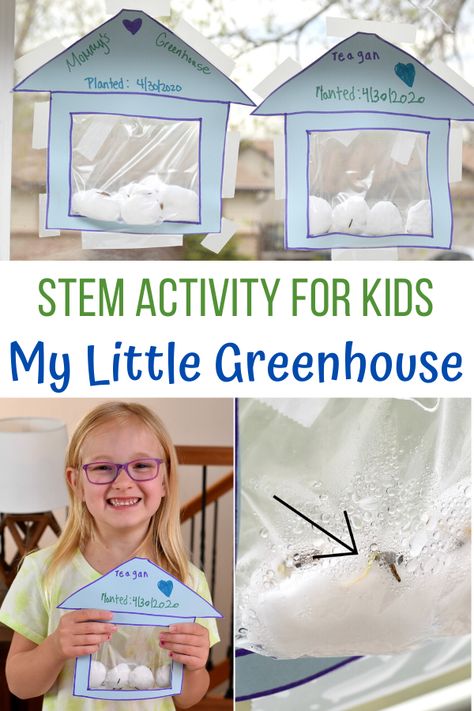 My Little Greenhouse STEM Activity for Kids, Greenhouse STEM activity, greenhouse activity for kids, create an indoor greenhouse for kids, Greenhouses. Ziplock bag, wet cotton balls and seeds. You can see all the plant parts. learning about seeds. Seed Activities For Kids, Life Cycle Of A Flower, Stem Activity For Kids, Plant Experiments, Plant Parts, Preschool Garden, Kids Building, Planting For Kids, Plant Activities