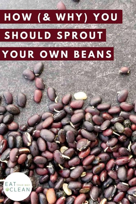 Sprouting Beans, Sprouted Beans, Health Benefits Of Beans, Beans Benefits, Growing Sprouts, How To Soak Beans, Refined Sugar Free Recipes, Sprouting Seeds, Chicken Eating