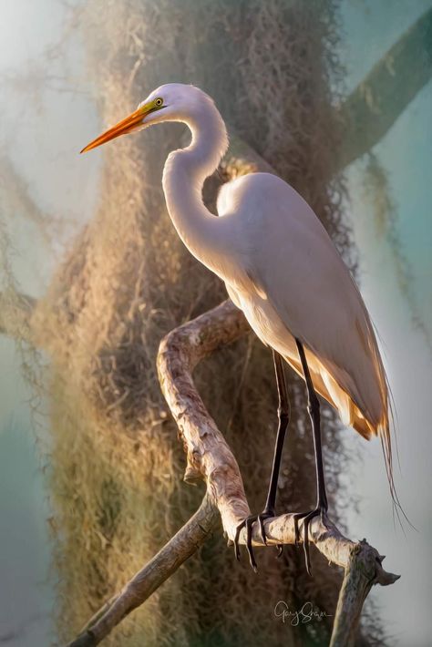 White Crane Bird, Sandhill Cranes Photography, Heron Photography, Spring Dragon, Crane Photography, Heron Art, Great Egret, Zen Painting, White Crane