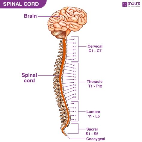 Spinal Cord - Anatomy, Structure, Function, & Diagram Spinal Cord Anatomy Nervous System, Spinal Cord Anatomy Drawing, Spinal Cord Diagram, Spinal Cord Drawing, Anatomy Structure, Spinal Cord Anatomy, Function Diagram, Brain And Spinal Cord, Psych Major