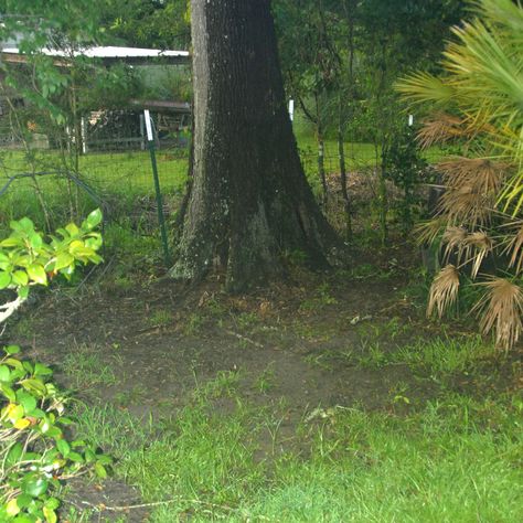 Shade Gardens Under Tree, Grass Alternative Backyard Shade, Shade Lawn Alternative, Grass For Shaded Yard, Under Tree Landscaping, Shady Backyard Ideas, Shade Tolerant Grass, Garden Sticks, Garden Soil Mix