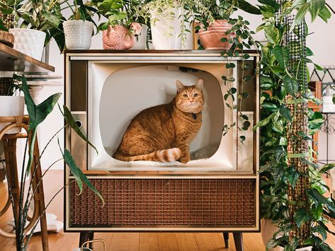 The coolest cat furniture, from minimalist beds disguised as end tables to credenzas turned litter box enclosures. Best Cat Scratching Post, Modern Cat Bed, Diy Cat Tree, Mid Century Cat, Modern Cat Furniture, Modern Cat Tree, Cat Trees, Cat Condo, Cat Scratching Post