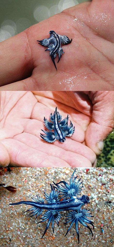 Blue sea slug (Glaucus atlanticus) - 9GAG Blue Sea Slug, Glaucus Atlanticus, Fauna Marina, Sea Slug, Sea Dragon, Slug, Ocean Creatures, Ocean Animals, Sea World