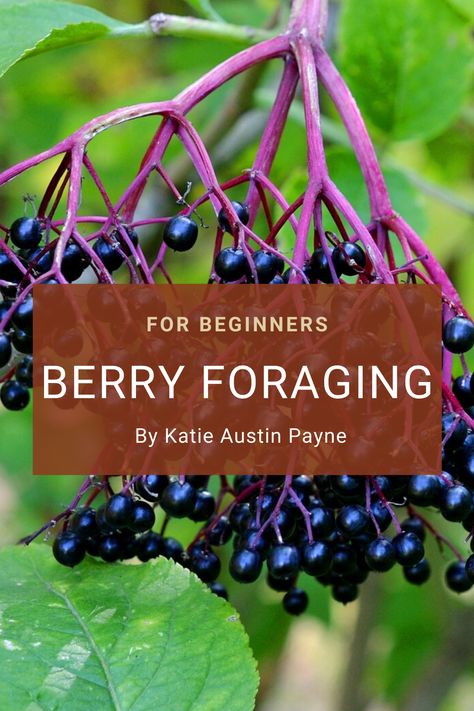 Nature Manifestation, Foraging Tips, Huckleberry Plant, Winter Foraging, Large Family Camping, Forest Foraging, Outdoorsy Family, Apocalypse Prep, Foraging For Beginners