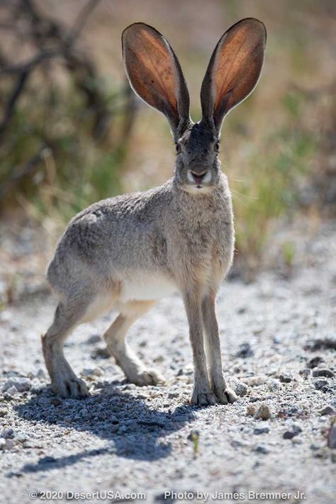 Black Tailed Jack Rabbit, Hare Reference Photo, Desert Jackrabbit, Jackrabbit Art, Hare Aesthetic, Hare Reference, Desert Rabbit, Stars Druid, California Rabbit