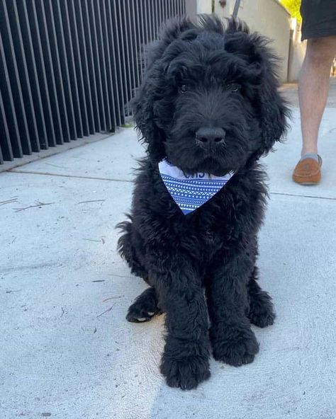 Newfypoo - 12 Amazing Things About Newfoundland Poodle Mix Newfypoo Haircut, Newfypoo Dog, Newfypoo Puppies, Dog Widget, Newfoundland Poodle, Poodle Breeds, Plague Dogs, Black Goldendoodle, Newfie Dog