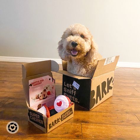 We love our Bark Box! 🥰 #barkbox #goldendoodle #dogtoy Follow my shop @Maverick_Glenn on the @shop.LTK app to shop this post and get my exclusive app-only content! #liketkit #LTKhome #LTKunder50 #LTKitbag @shop.ltk https://liketk.it/3yNn1 Bark Box, Sweetie Pie, Boxing Day, Goldendoodle, Dog Toys, I Shop, Teddy Bear, Toys, Animals