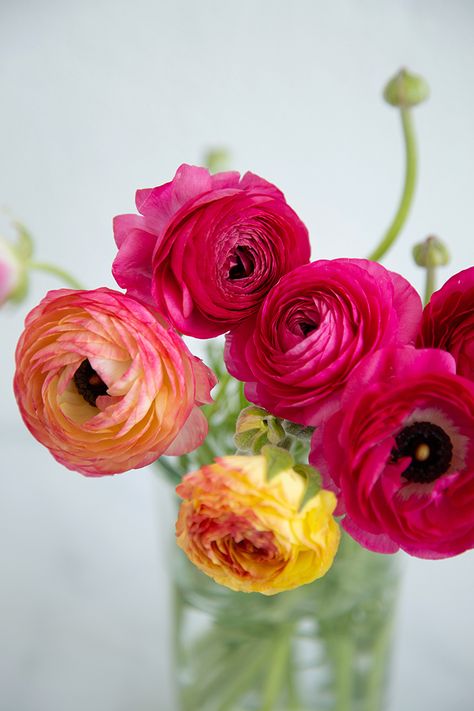 Flower Garden Ideas, Murakami Flower, Spring Garden Flowers, Ranunculus Flowers, Beautiful Flowers Photography, Flower Doodles, Ranunculus, Exotic Flowers, Beautiful Blooms