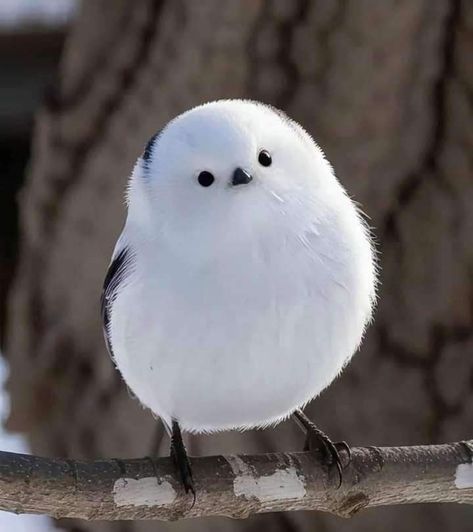 Japanese Snow Fairy Japanese Snow, National Geographic Photography, Japanese Bird, Goofy Drawing, Snow Fairy, Fantasy Beasts, Dog Eyes, Backyard Birds, Bird Pictures