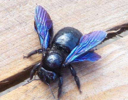 Violet Carpenter Bee (photo: Sally Hone) Types Of Bees, Cool Insects, Mason Bees, Carpenter Bee, Bee Photo, Bees And Wasps, Cool Bugs, Flying Insects, Beautiful Bugs