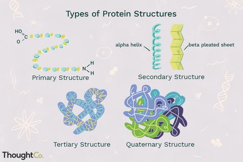 Protein structure is determined by amino acids sequences. Learn about the different types, primary, secondary, tertiary, and quaternary. Types Of Proteins Biology, Protein Biology, Types Of Protein, Molecule Model, Protein Structure, Human Biology, Mid Term, Project Theme, College Notes