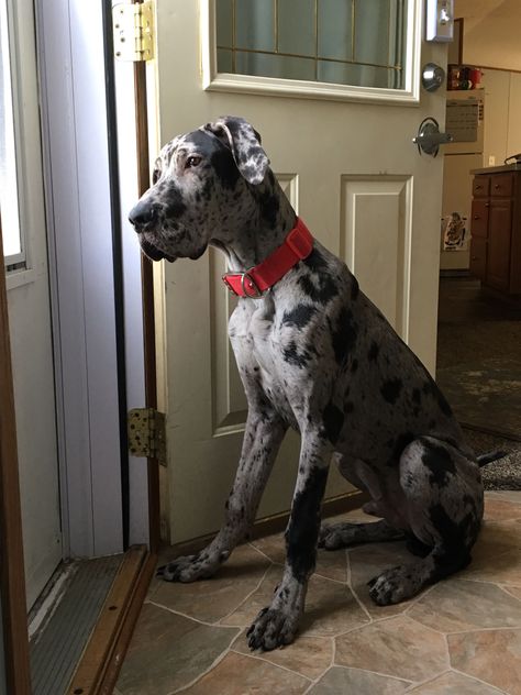 Bruce, a Great Dane puppy. Grate Danes, Brown Great Dane, Great Dane Colors, Merle Great Danes, Boxer Mix Puppies, Animals Tattoo, Tattoo Nature, Dane Puppies, Great Danes