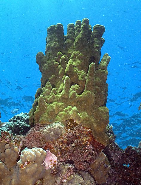 Hard coral pinnacle | Hard coral pinnacle taken at the Nakle… | Flickr Hard Coral, Coral