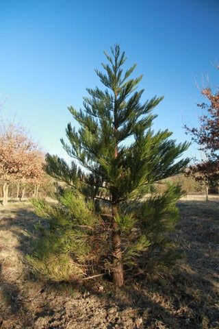 Grow Your Own Giant Sequoia Tree : 6 Steps (with Pictures) - Instructables Juniper Landscaping, Sequoiadendron Giganteum, Sequoia Sempervirens, Giant Sequoia Trees, Giant Sequoia, Weird Trees, Sequoia Tree, Landscaping Trees, Large Trees