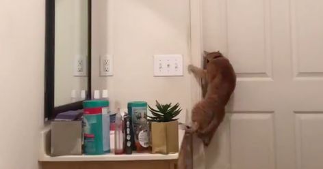 This cat opening a door by himself is truly impressive Best Router, The Bathroom, A Cat, The Door, Self Help, Wi Fi, Improve Yourself, How To Find Out