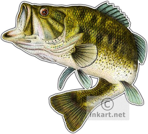 Large Mouth Bass Drawing, Bass Outline, Bass Drawing, Fish Image, Lake Animals, Fish Outline, Large Mouth Bass, Largemouth Bass Fishing, Bass Fishing Lures