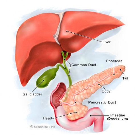 Gallbladder Diet, Gallbladder Surgery, Sistem Pencernaan, The Liver, Natural Treatments, Allergies, Anatomy, Disease, Nutrition