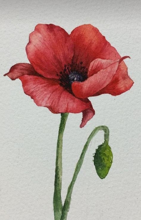 Botanical Art Drawing, Poppy Flower Painting, Purple Flowers Garden, Flower Drawing Tutorials, Watercolor Poppies, Watercolor Paintings For Beginners, Watercolor Flower Art, Watercolor Painting Techniques, 수채화 그림