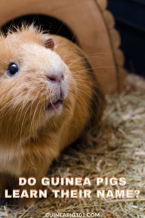 Pig Facts, Guinea Pig Breeding, Pig Care, Guinea Pig Food, Pigs Eating, Baby Guinea Pigs, Pig Food, Pet Guinea Pigs, Guinea Pig Toys