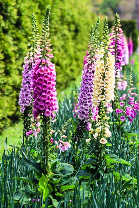 Cottage Garden Perennials, Tall Perennials, Colorful Perennials, Crystal Gardens, Phlox Plant, Inspiring Gardens, Flower Shopping, Garden Perennials, Pond Garden