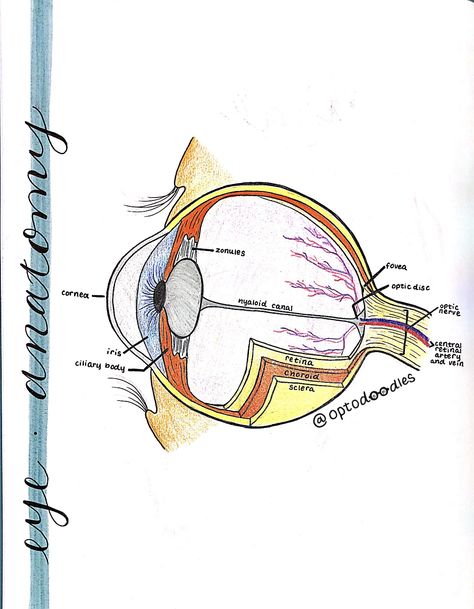 Eye Anatomy Drawing Medical Art, Eyeball Anatomy Drawing, Eye Anatomy Drawing Medical, Eye Structure Anatomy, Ophthalmologist Aesthetic, Optician Aesthetic, Optometrist Aesthetic, Eye Doctor Aesthetic, Eye Anatomy Drawing