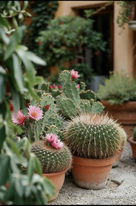 Cactus Garden Design, Cactus Garden Landscaping, Round Cactus, Cactus House, Golden Barrel Cactus, Cactus Arrangement, Cactus House Plants, Potted Garden, Garden Aesthetics