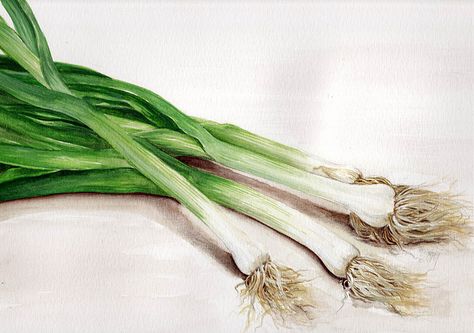 EDiM # 18 spring onions | Flickr - Photo Sharing! Cookbook Illustration, Onion Drawing, Vegetable Painting, Vegetable Illustration, Spring Onions, Farm Art, Food Painting, Illustration Ideas, Fruit Illustration