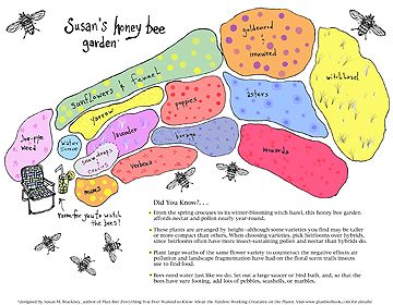 Susan Brackney's Honeybee Garden.    Susan designed this garden with the specific needs of honeybees in mind. The plants shown in the downloadable plan were selected for full sun and can be grown throughout most of the U.S Bee Garden Design, Honey Bee Garden, Butterfly Garden Design, Bees And Honey, Flower Garden Design, Bee Garden, Bee Friendly, School Garden, Pollinator Garden