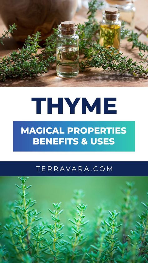 Thyme magical properties. Thyme Tea Benefits, Thyme Benefits, Thyme Uses, Spice Cabinets, Thyme Herb, Companion Gardening, Growing Healthy Hair, Thyme Oil, Witch Herbs