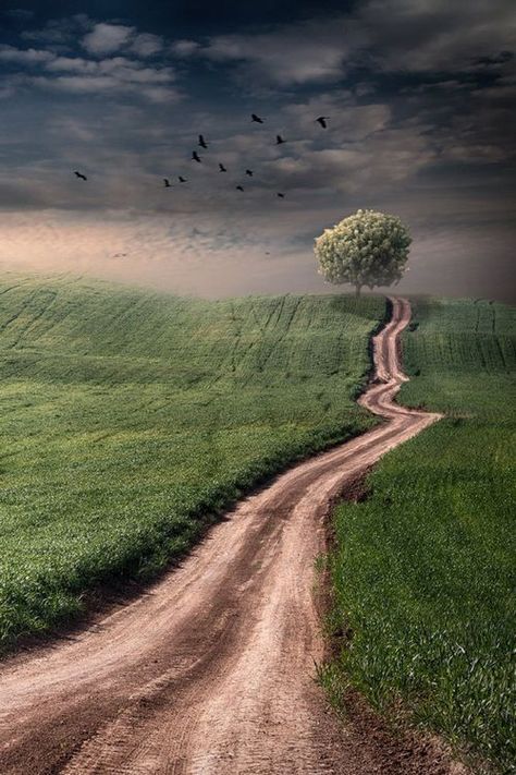 Winding Road, Dirt Road, Back Road, Country Road, A Tree, Beautiful World, Beautiful Landscapes, In The Middle, Wonders Of The World