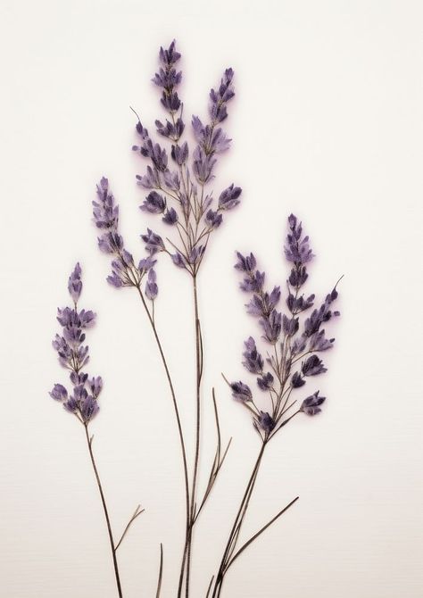 Real Pressed lavender flowers blossom plant herb. | premium image by rawpixel.com / Wan Pressed Lavender, Dried Botanicals, Flower Collage, Aesthetic Medicine, Lavender Plant, Plant Aesthetic, Flower Plant, Planting Herbs, Lavender Flowers