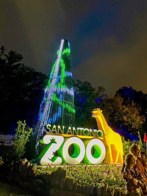 Each November, the San Antonio Zoo rings in the holiday season by transforming the entire park into a shimmery, gleaming display of lights and all things Christmas. This festive holiday makeover, known locally as SA Zoo Lights, touches nearly all aspects of the zoo and includes dazzling displays, merry music, tasty treats, and miles of… Famous Pairs, San Antonio Zoo, Zoo Lights, Photo Packages, Pink Bird, The Zoo, Holiday Packaging, Tasty Treats, Christmas Music