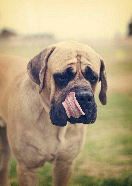 Handsome British Mastiff, English Mastiff Puppies, Mastiff Breeds, Giant Dog Breeds, Mastiff Puppies, Dogs Grooming, Fierce Animals, Mastiff Dogs, Giant Dogs