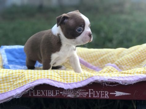 Boston Terrier For Sale, Boston Terrier Puppies, Baby Boston Terriers, Puppy Facts, Dog Leash Training, Boston Terrier Love, Lancaster Puppies, Terrier Breeds, Boston Terrier Puppy