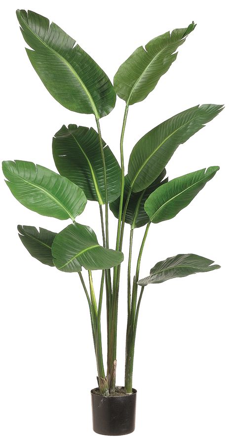 My favorite houseplant. Need a nice but simple pot from Ikea. Bird of Paradise Plant in Plastic Pot Green 5ft